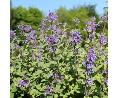 Kattekruid - Nepeta faassenii 'Walkers Low'