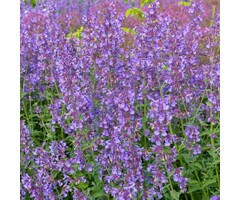 Kattekruid - Nepeta faassenii 'Six Hills Giant'