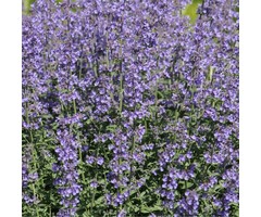 Kattekruid - Nepeta faassenii