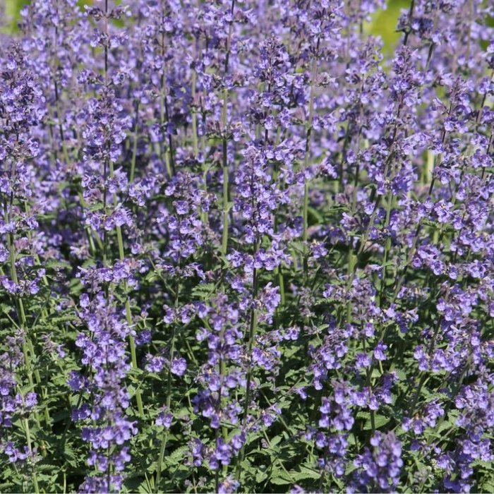 Kattekruid - Nepeta faassenii