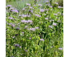 Bergamotplant - Monarda 'Schneewittchen'