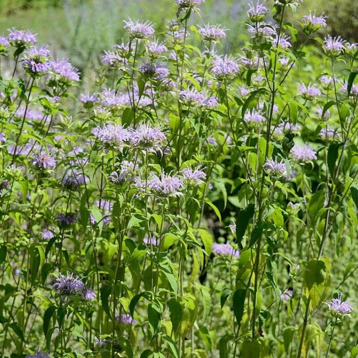 Bergamotplant - Monarda 'Schneewittchen'