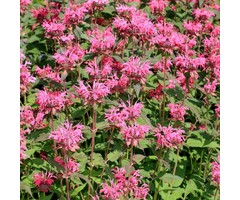Bergamotplant - Monarda 'Croftway Pink'