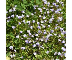 Witmuiltje - Mazus reptans