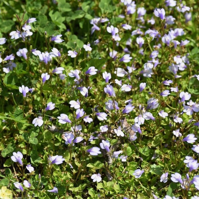 Witmuiltje - Mazus reptans