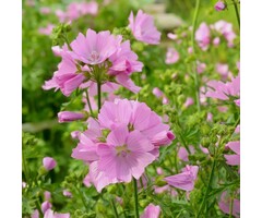 Muskuskaasjeskruid - Malva moschata 'Rosea'