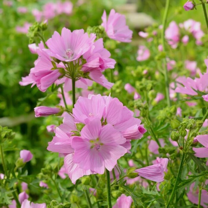 Muskuskaasjeskruid - Malva moschata 'Rosea'
