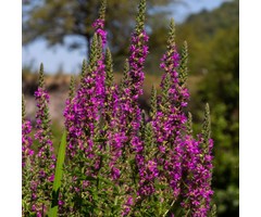 Kattestaart - Lythrum salicaria 'Robert'