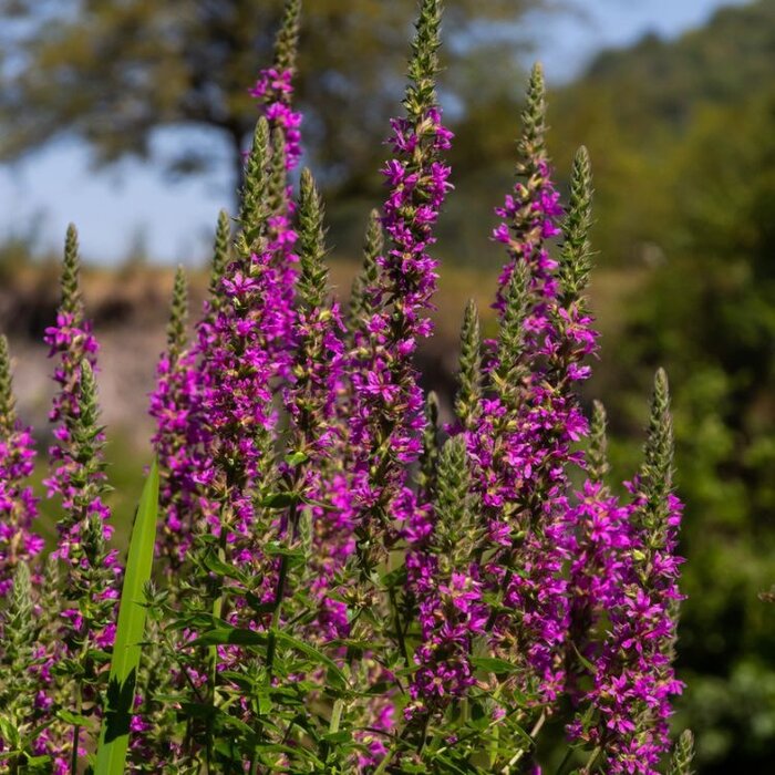Kattestaart - Lythrum salicaria 'Robert'