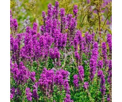 Kattestaart - Lythrum salicaria