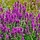 Kattestaart - Lythrum salicaria