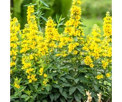 Puntwederik - Lysimachia punctata