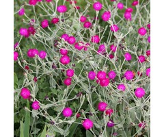 Prikneus - Lychnis coronaria