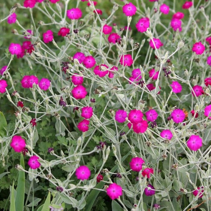 Prikneus - Lychnis coronaria