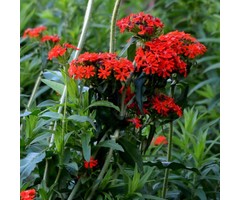 Brandende liefde - Lychnis chalcedonica