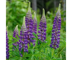 Lupine - Lupinus 'The Governor'