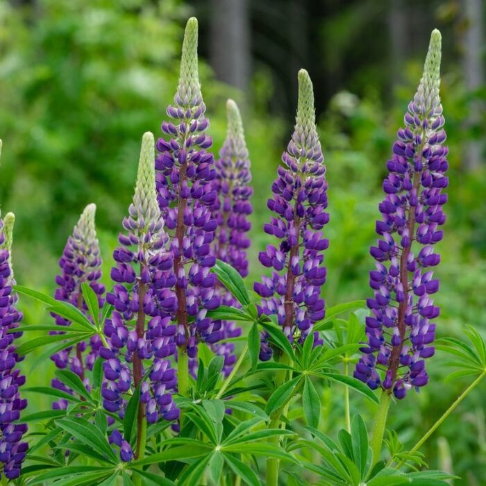 Lupine - Lupinus 'The Governor'