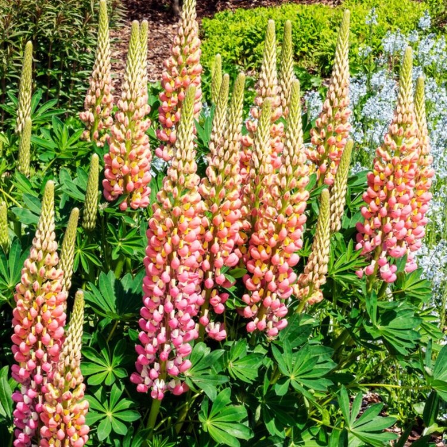 アクセサリー lupinus0908 Lupine - Lupinus 'The Chatelaine' | Tuinplantenbezorgd.nl