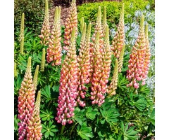 Lupine - Lupinus 'The Chatelaine'