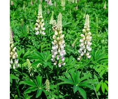 Lupine - Lupinus 'Noble Maiden'