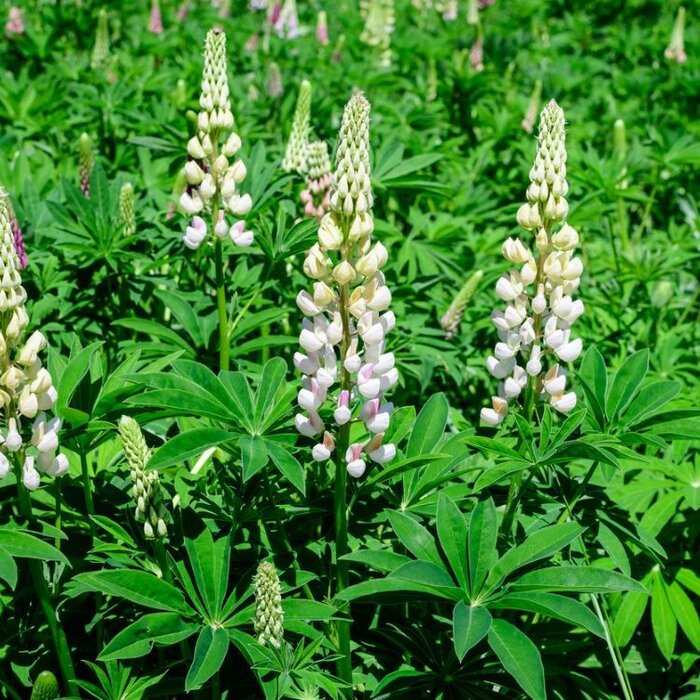 Lupine - Lupinus 'Noble Maiden'