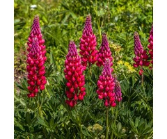 Lupine - Lupinus 'My Castle'