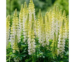 Lupine - Lupinus 'Chandelier'