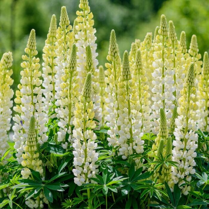 Lupine - Lupinus 'Chandelier'