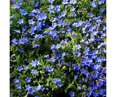 Steenzaad - Lithodora diffusa 'Heavenly Blue'
