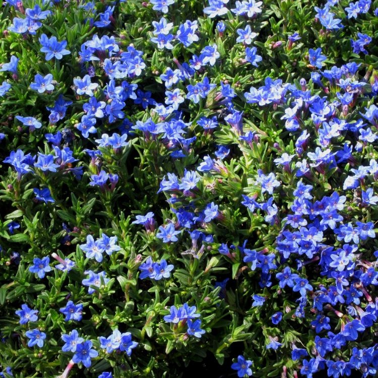 Steenzaad - Lithodora diffusa 'Heavenly Blue'