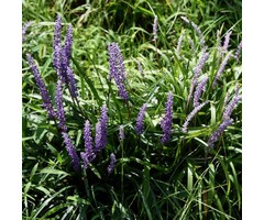 Leliegras - Liriope muscari 'Moneymaker'