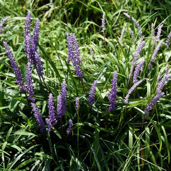 Liriope muscari 'Moneymaker' - Leliegras