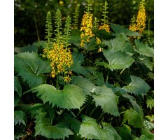 Kruiskruid - Ligularia przewalskii