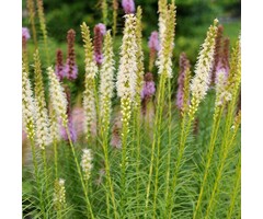 Lampepoetser - Liatris spicata 'Floristan Weiss'