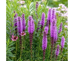 Lampepoetser - Liatris spicata 'Floristan Violett'