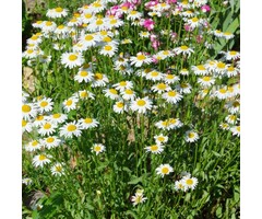 Margriet - Leucanthemum vulgare Maikonigin 
