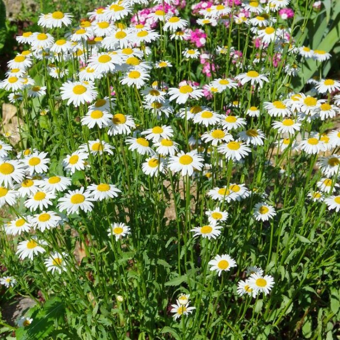 Margriet - Leucanthemum vulgare ‘Maikönigin’
