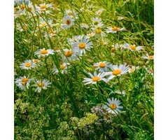 Margriet - Leucanthemum Silberprinzesschen