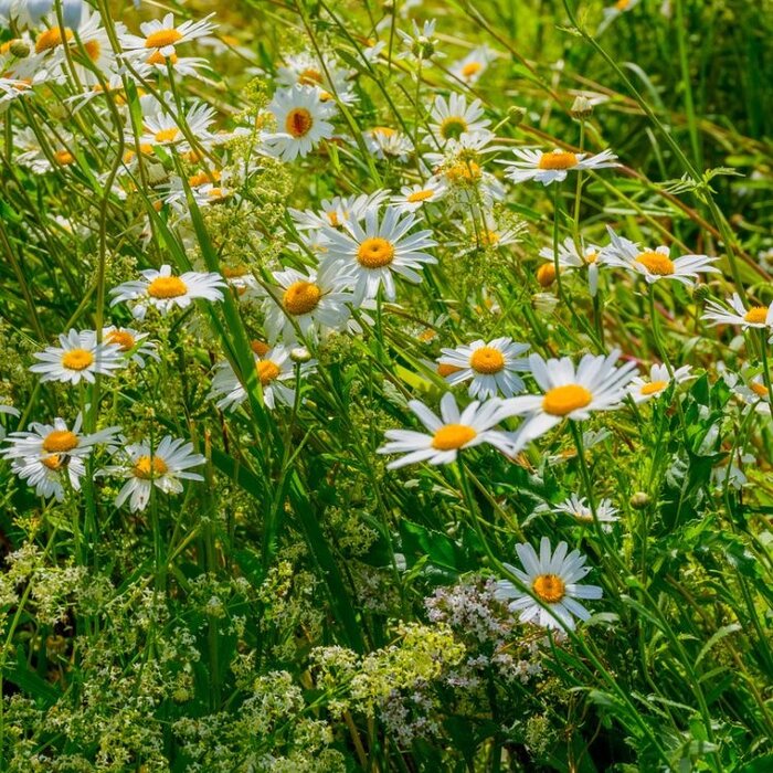 Margriet - Leucanthemum Silberprinzesschen