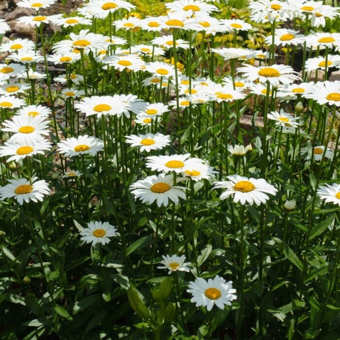 Margriet - Leucanthemum Alaska