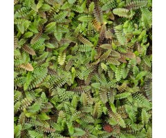 Vedermos - Leptinella squalida