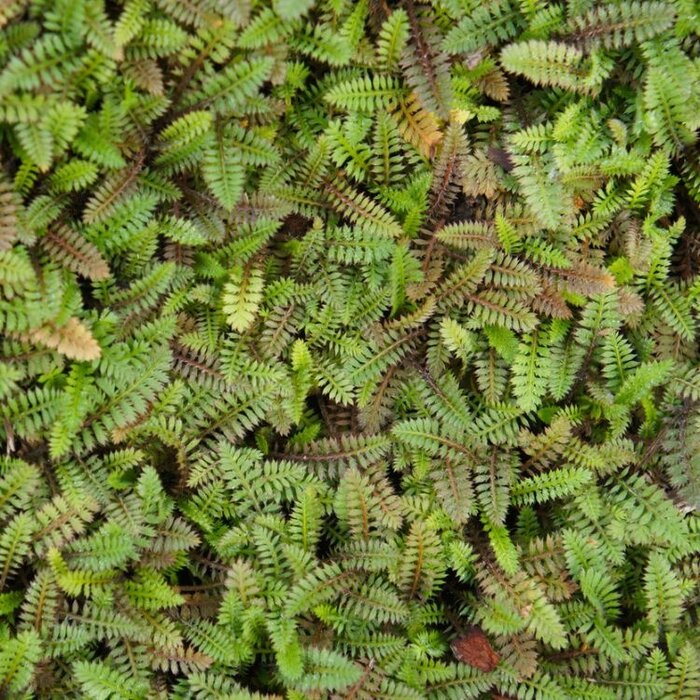 Vedermos - Leptinella squalida