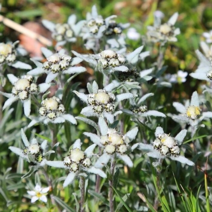 Edelweiss - Leontopodium alpinum