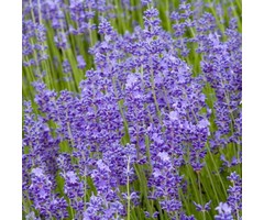 Lavendel - Lavandula angustifolia 'Munstead'