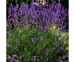 Lavendel - Lavandula angustifolia 'Hidcote'