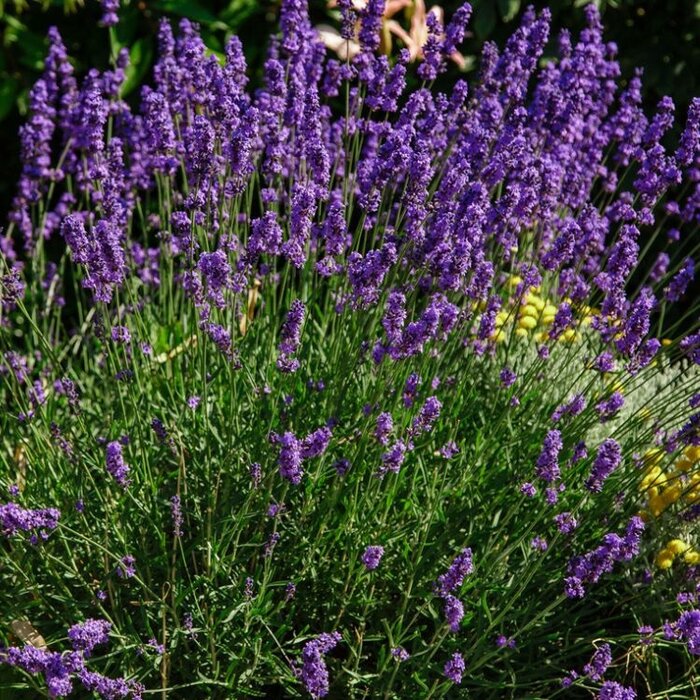 Lavendel - Lavandula angustifolia 'Hidcote'