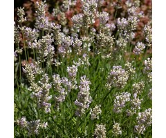 Lavendel - Lavandula angustifolia 'Edelweiss'