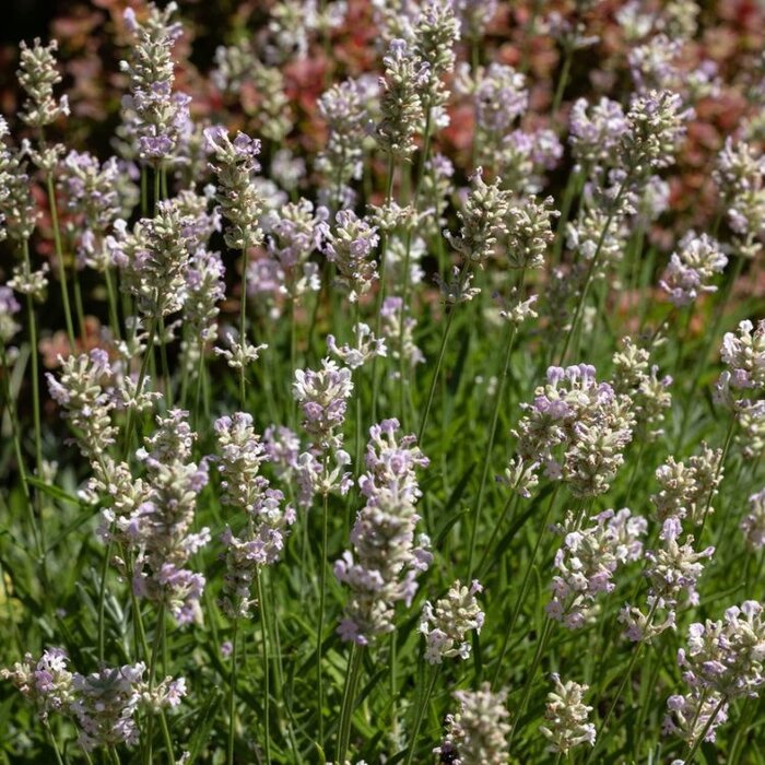 Lavendel - Lavandula angustifolia 'Edelweiss'