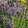 Lavendel - Lavandula angustifolia 'Dwarf Blue'