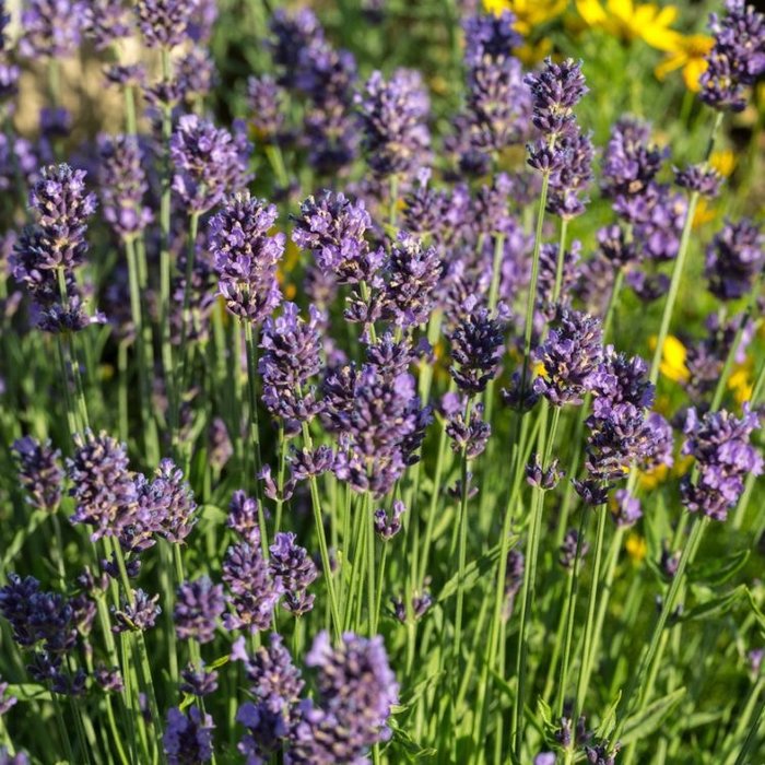 Lavendel - Lavandula angustifolia 'Dwarf Blue'